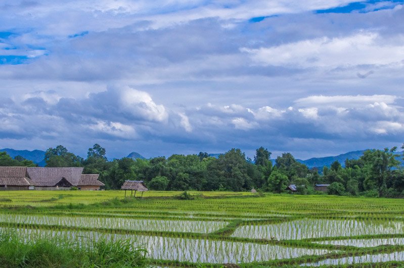 Lush green fields of Pai, Thailand
