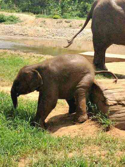 Baby elephant scratches bottom
