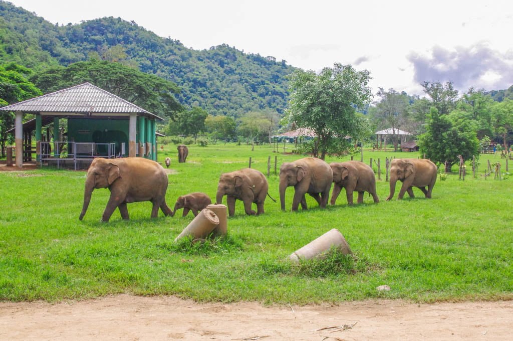 Don't Leave Chiang Mai Without Trying I Elephant Nature Park I 5 Unique Things to do in Chiang Mai