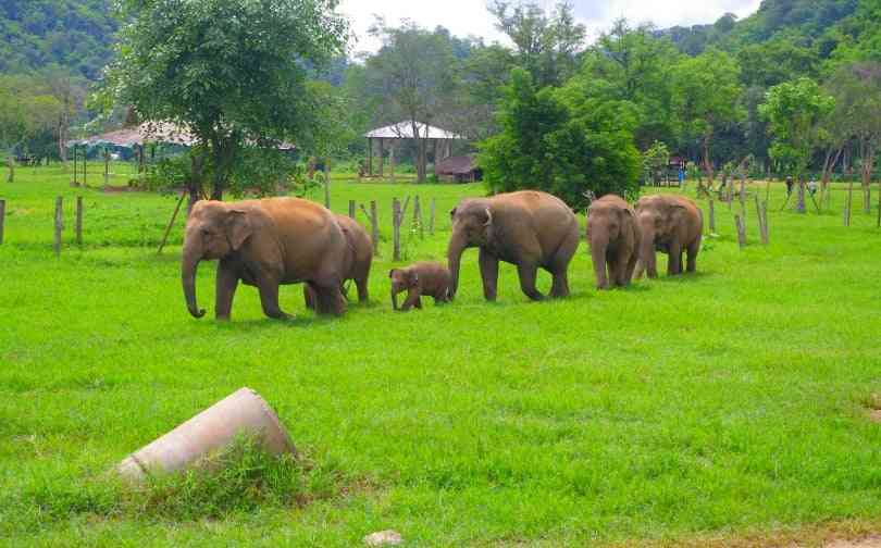 Elephants at the Nature Park in Chiang Mai