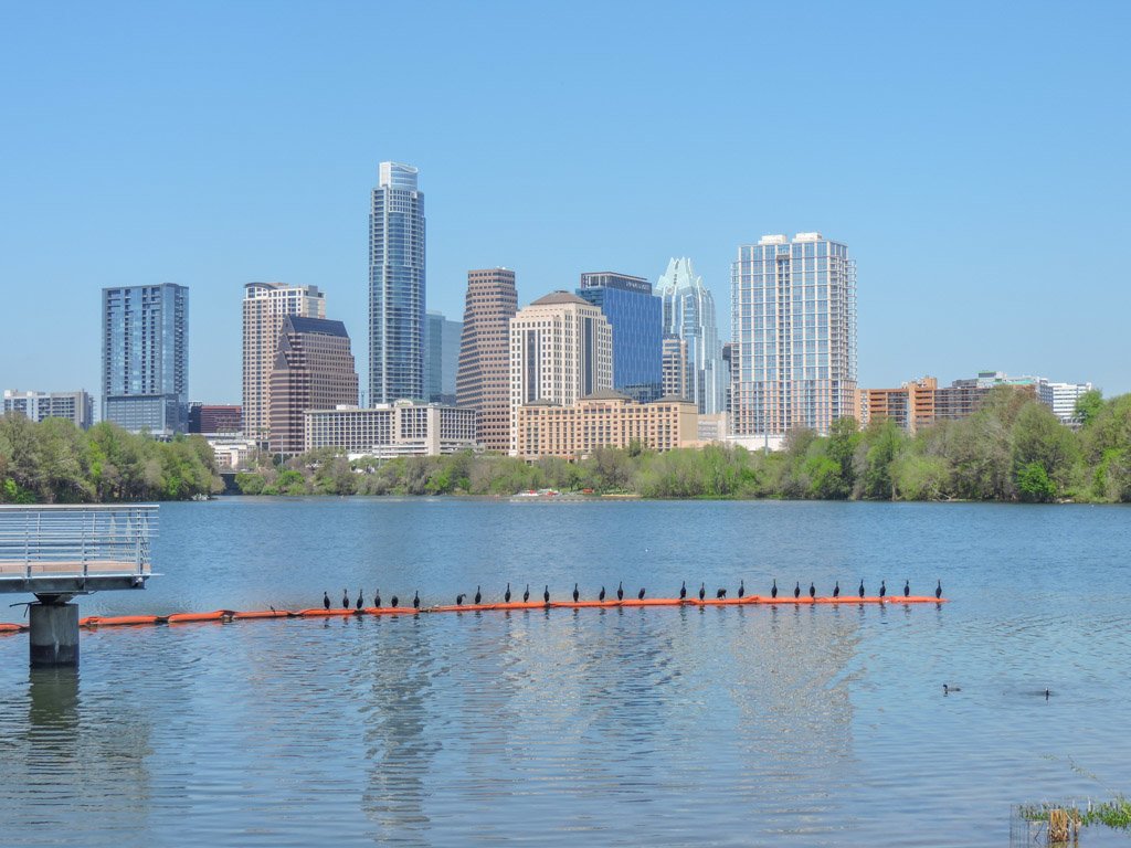 Austin Riverside ducks in sun