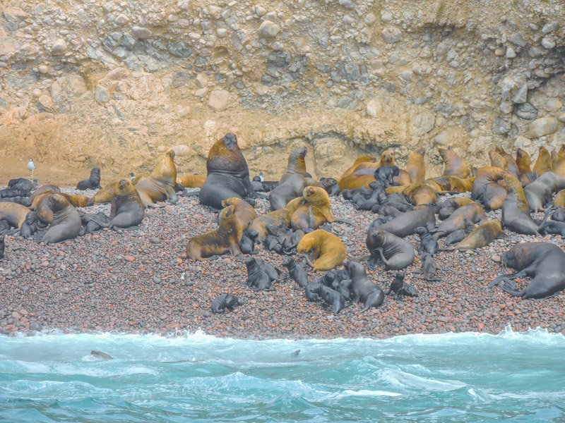 Isas Ballestas Peru sea lions sunbathing