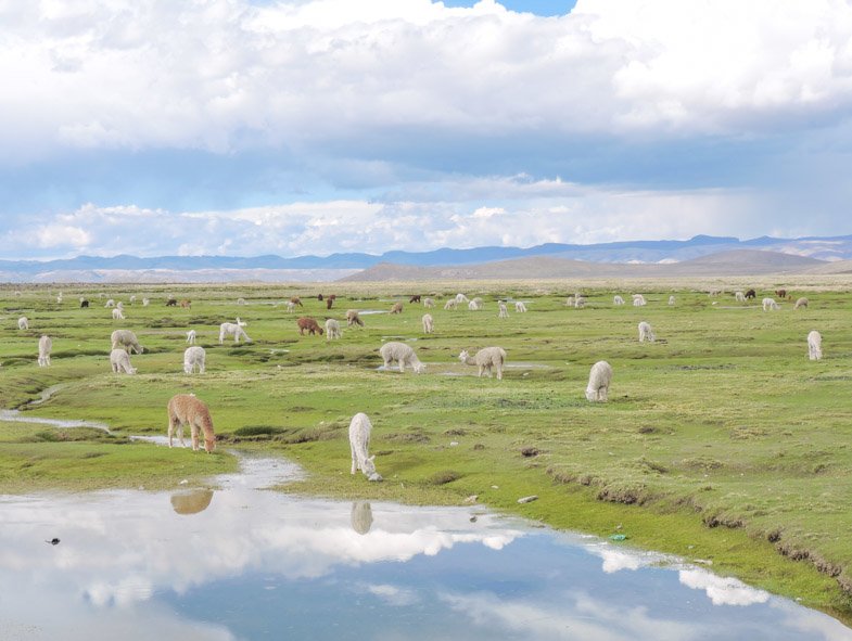 Llamas grazing in Peru