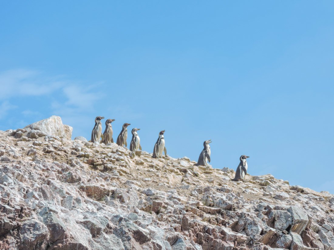 Penguins on rocks at Islas Ballestas in Paracas Peru