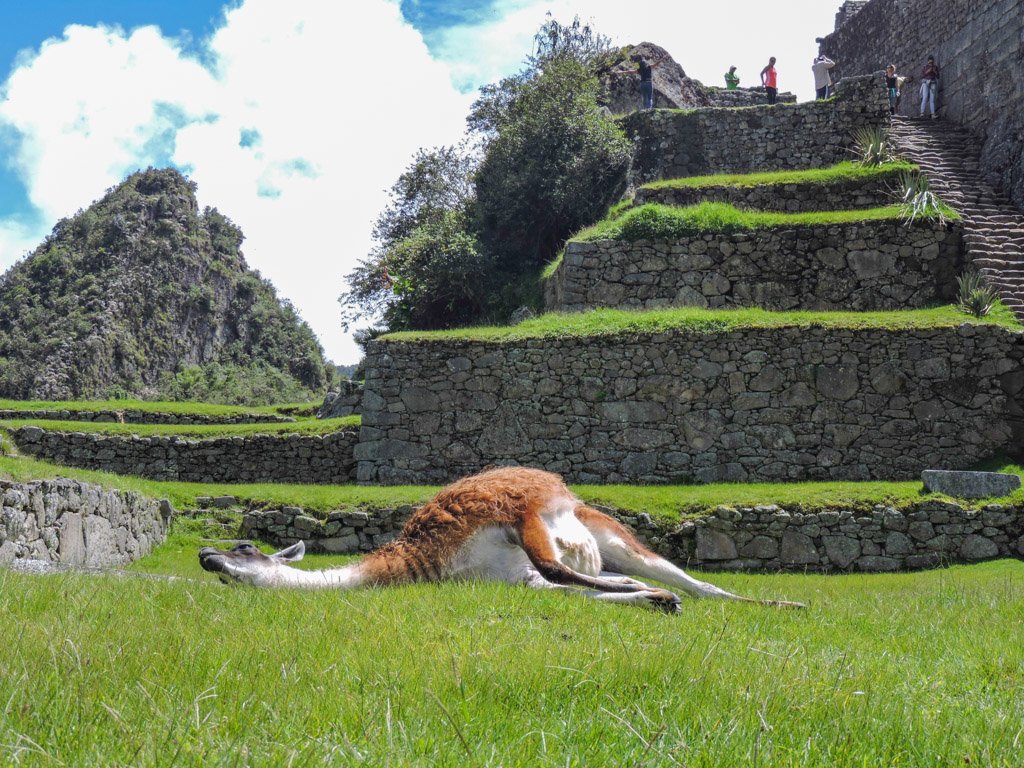 Machu Picchu Peru Llamas