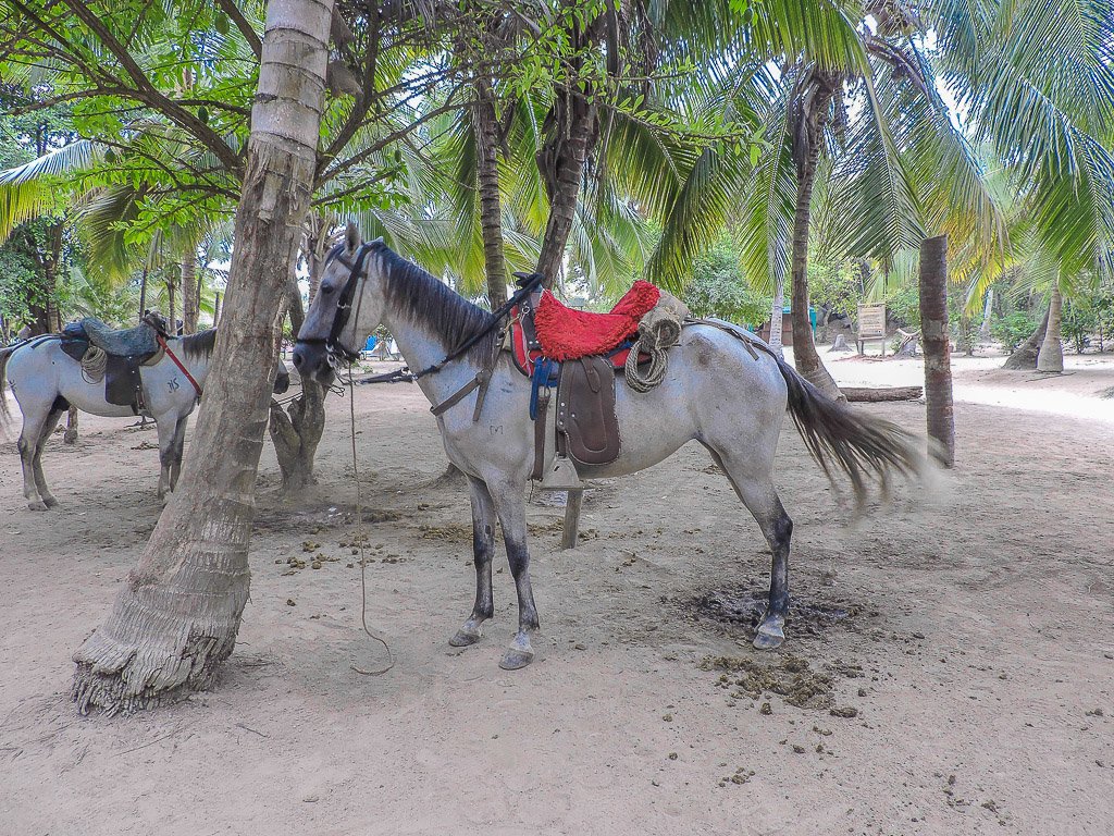 Horses I Tayrona National Park I Colombia