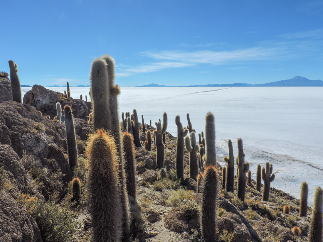 Incahuasi Island Uyuni Bolivia Cactus_