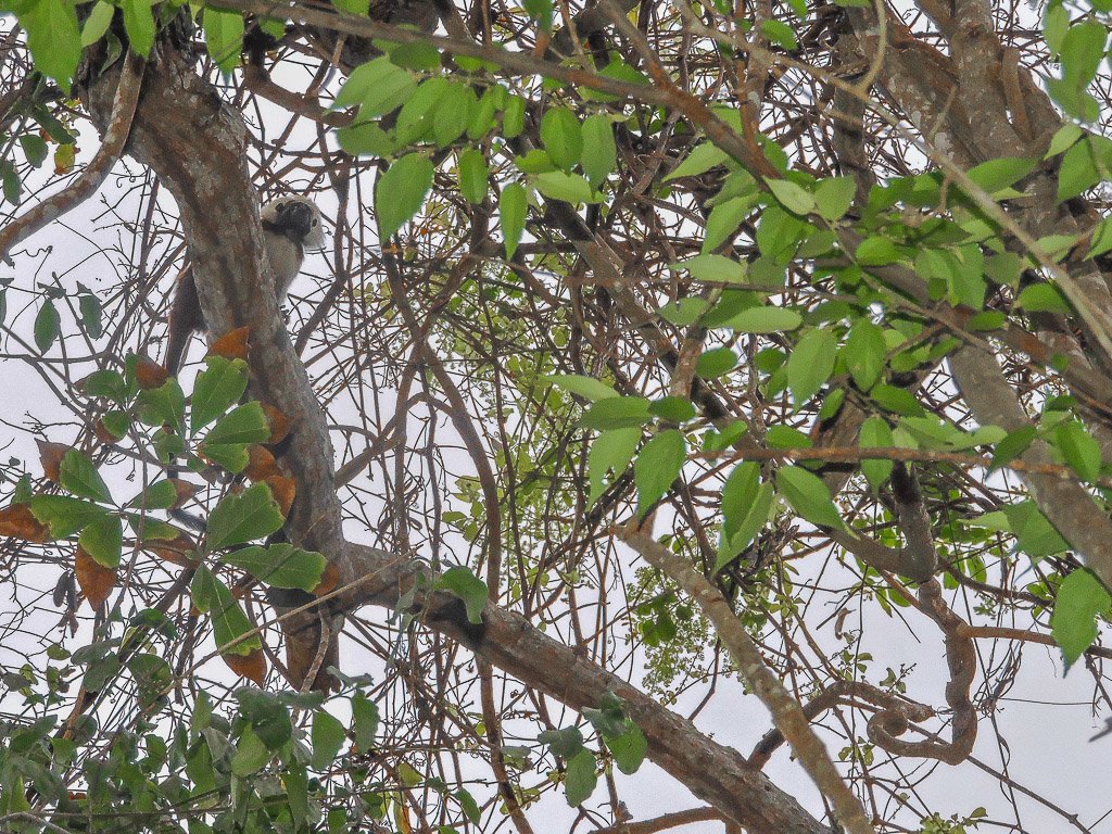 Monkeys I Tayrona National Park I Colombia