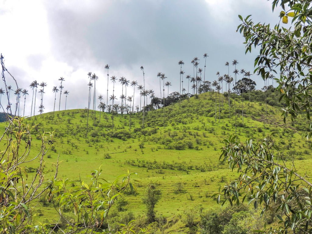 Cocora Valley I 5 Things to See in Salento