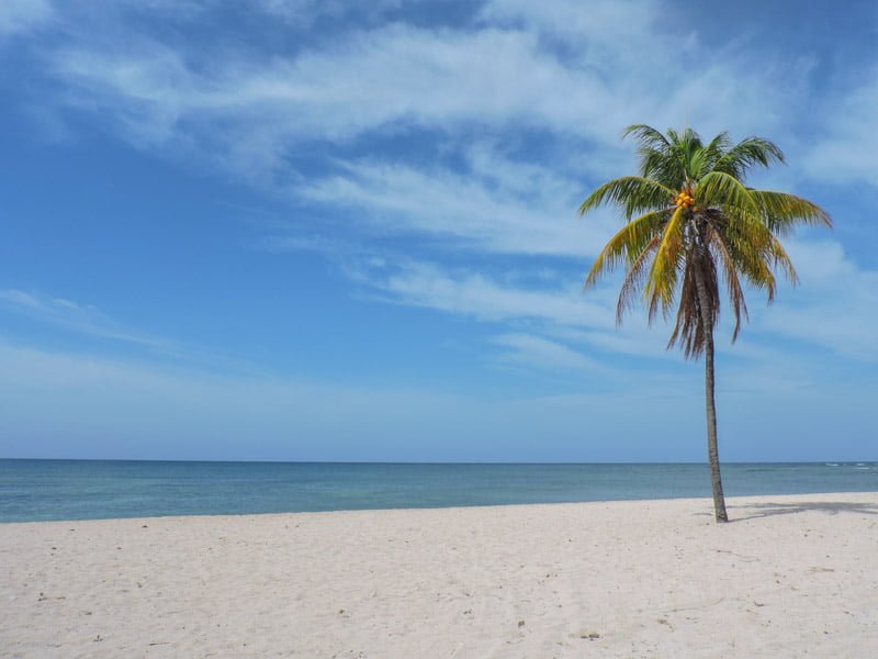 Palm tree on beach at Playa Ancon Trinidad Cuba