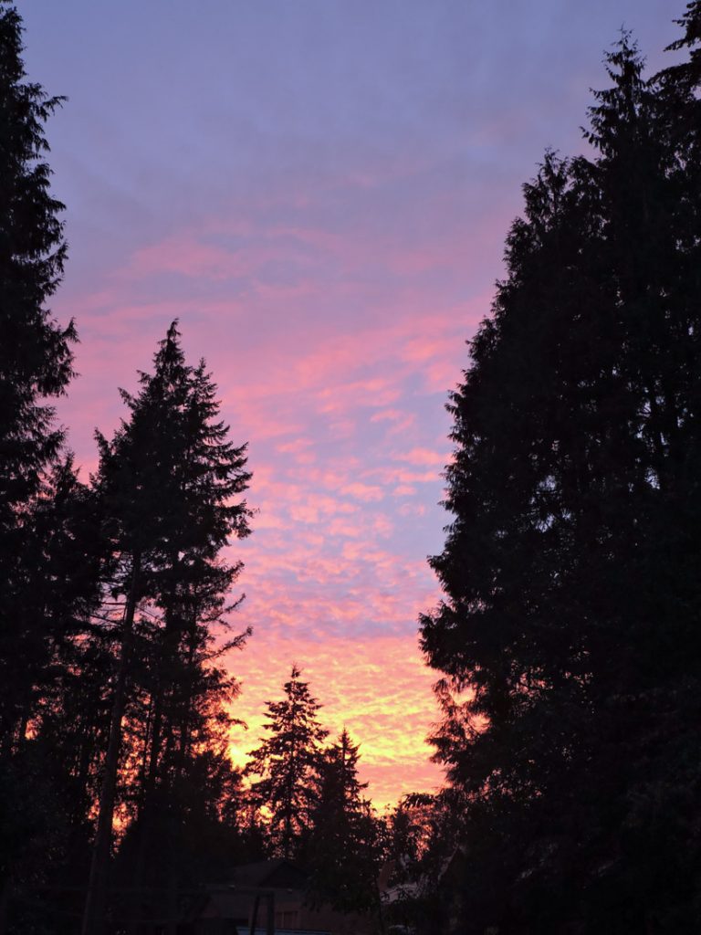 Roberts Creek Provincial Park trees with striking sunset of orange and pink