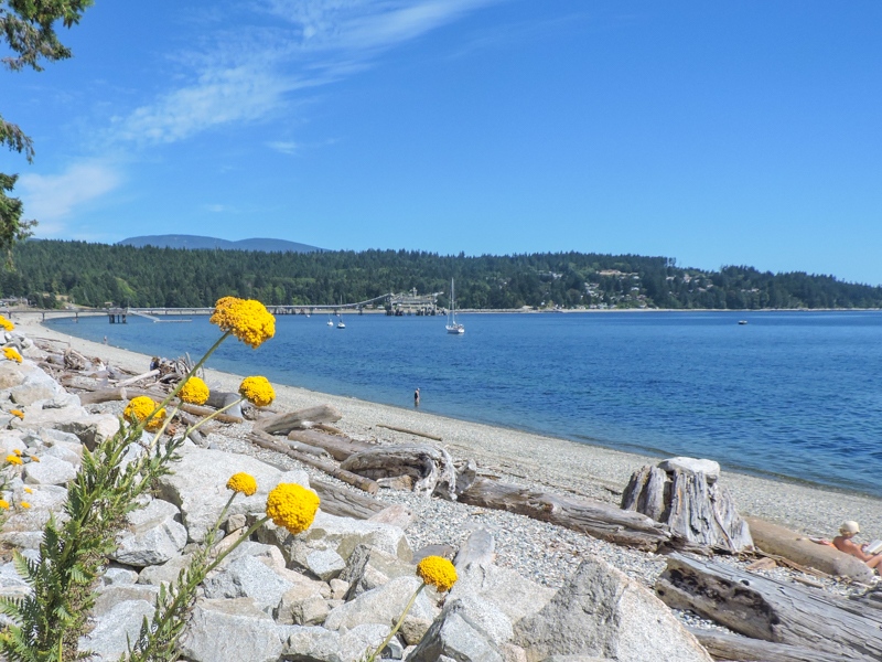 Sechelt waterfront with yellow flowers_