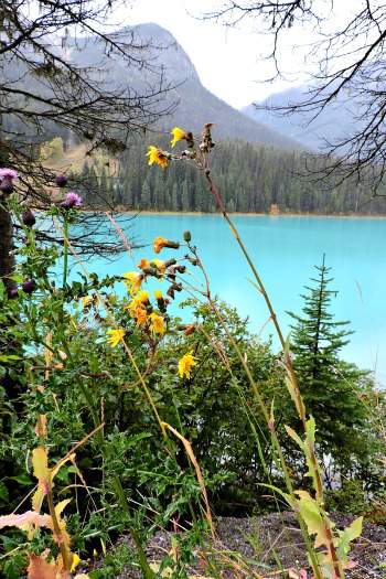 Emerald Lake Canadian Rockies West Trek Tours