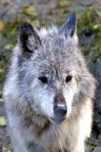 Maya Northern Lights Wildlife Wolf Centre Canadian Rockies West Trek Tours