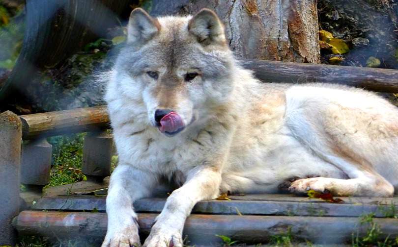 Northern Lights Wildlife Wolf Centre, Moab, West Trek Tours