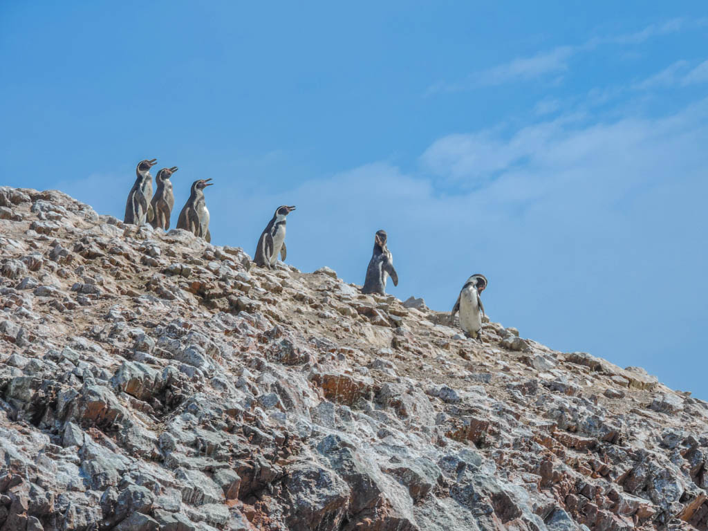 Isla Ballestas and Paracas I Three Weeks in Peru Itinerary