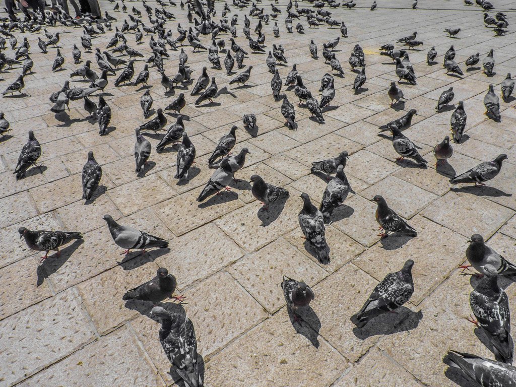 Pigeons in Sarajevo 