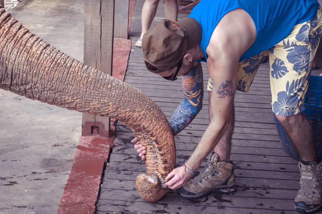 Man crouching down to feed elephant in Chiang Mai Thailand