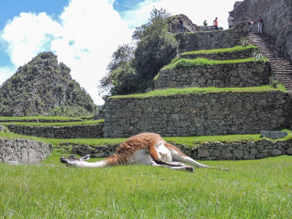 Machu Picchu llama lying down