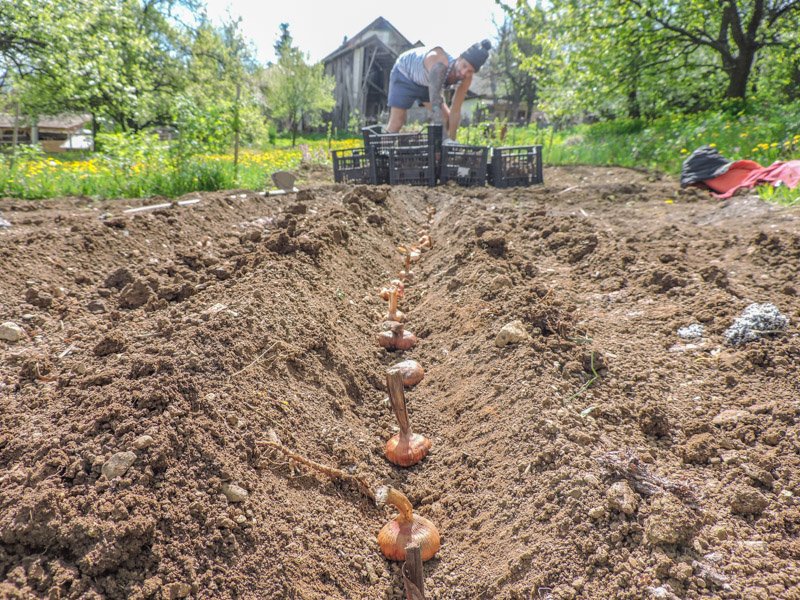 Man doing light farming in Hungary 