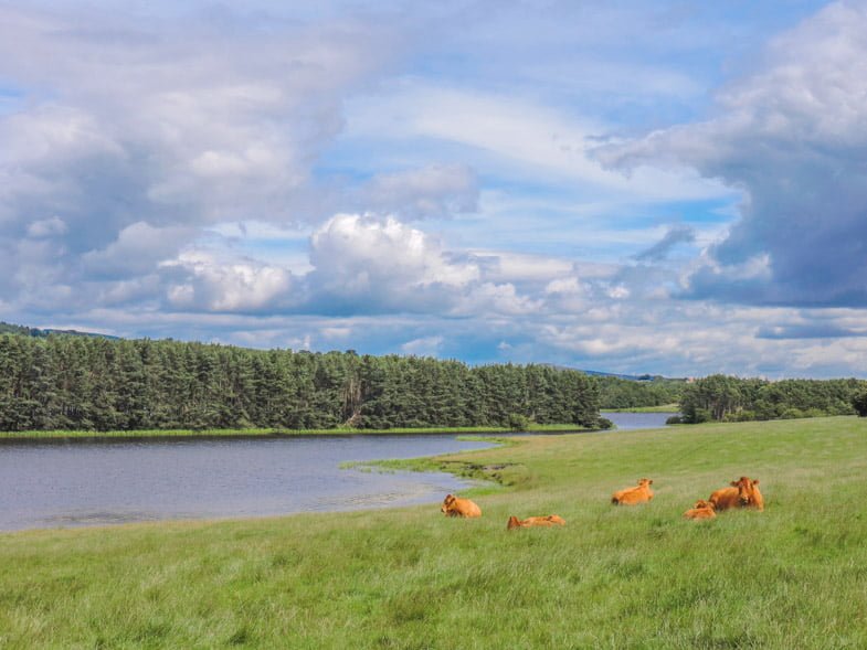 Lochore Meadows | Fife Points of Interest