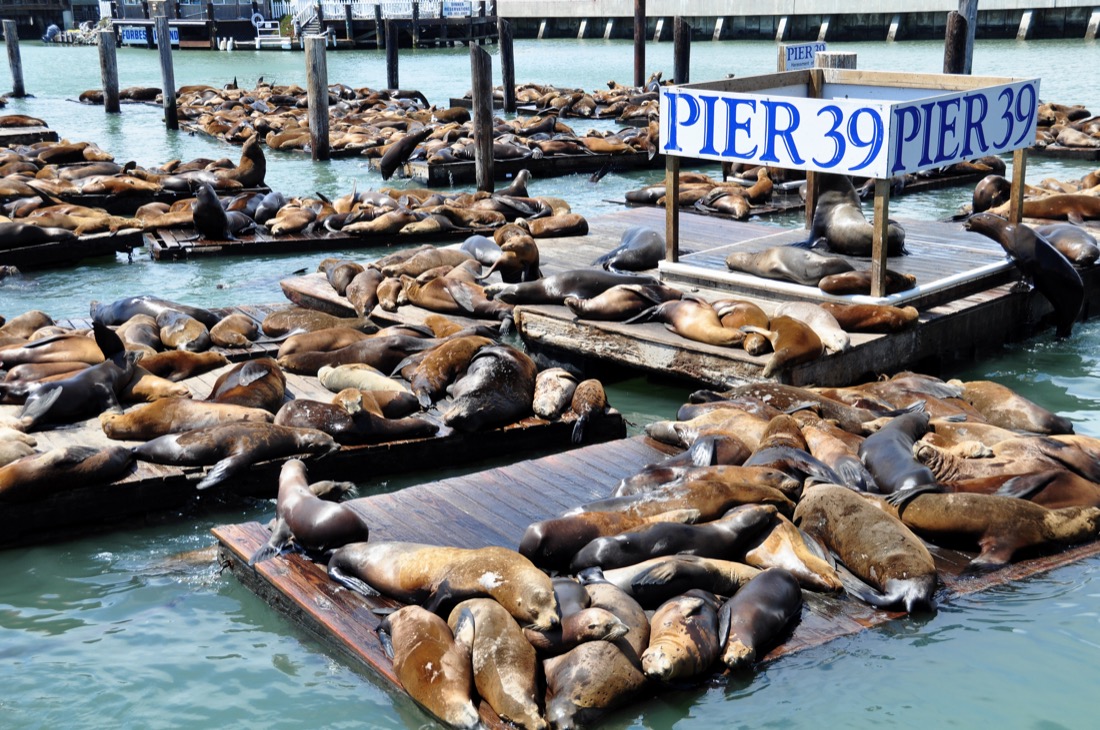 Sealions, Pier 39 San Francisco. Depositphotos_5434785_L