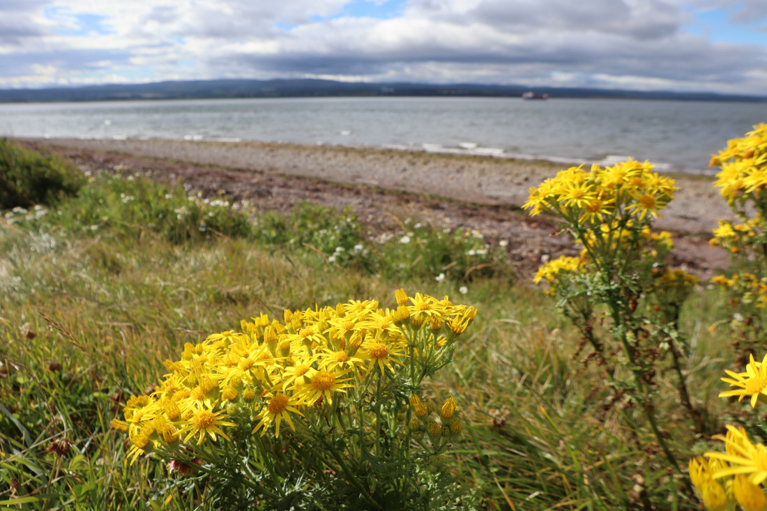 Chanonry Point Flowers Scottish Highland NC500