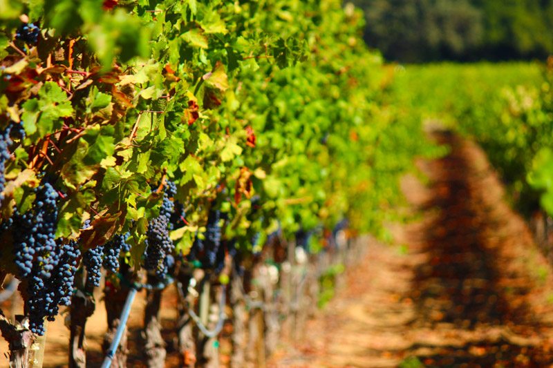 Wine vineyard, grapes on vine