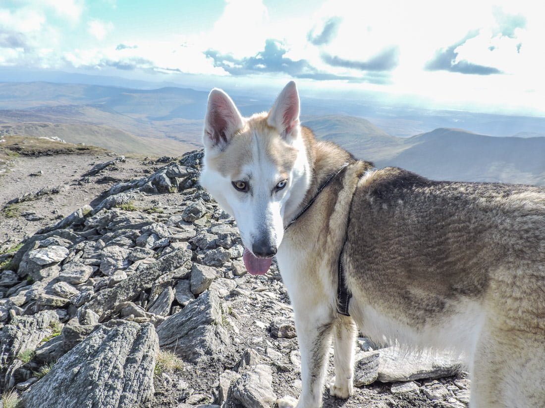 Bowie, husky German shepherd on Ben Vorlich munro in Scotland.