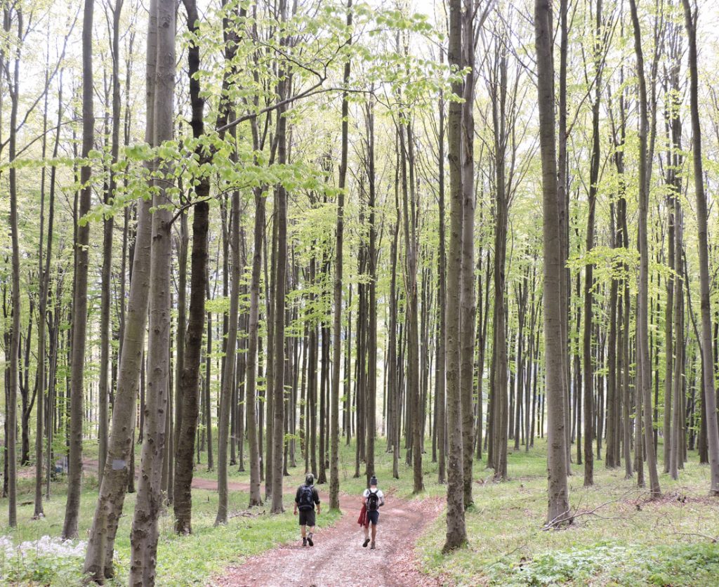 Craig and friend hiking in Hungarian, near Eger. Trees, red path