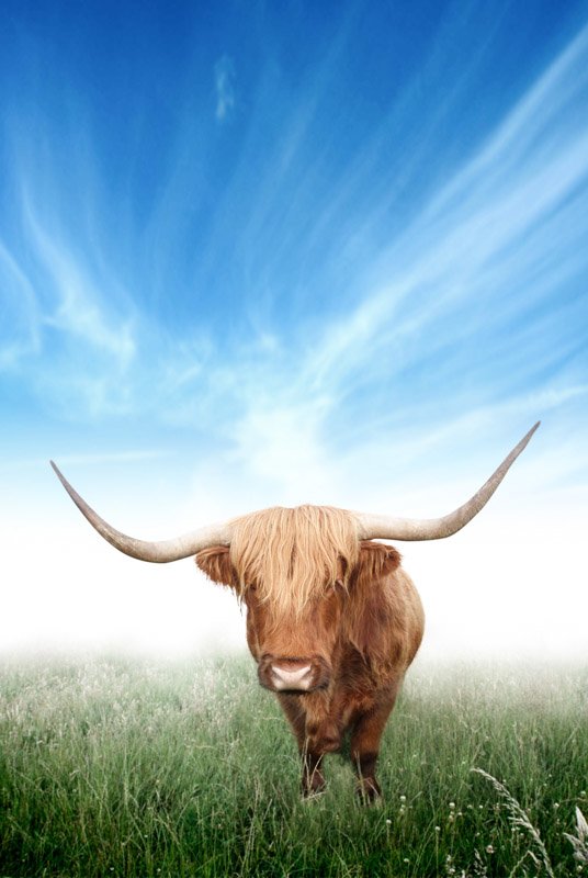 Highland cow, blue sky, green grass, Scotland