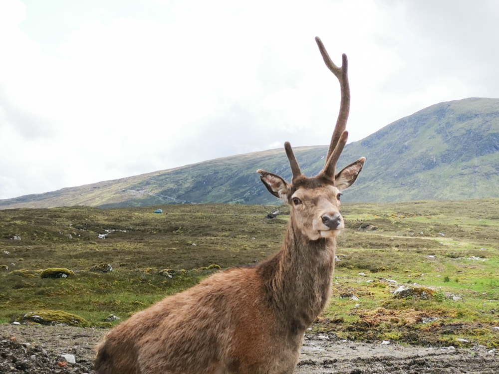 Deer with one antler Kingshouse