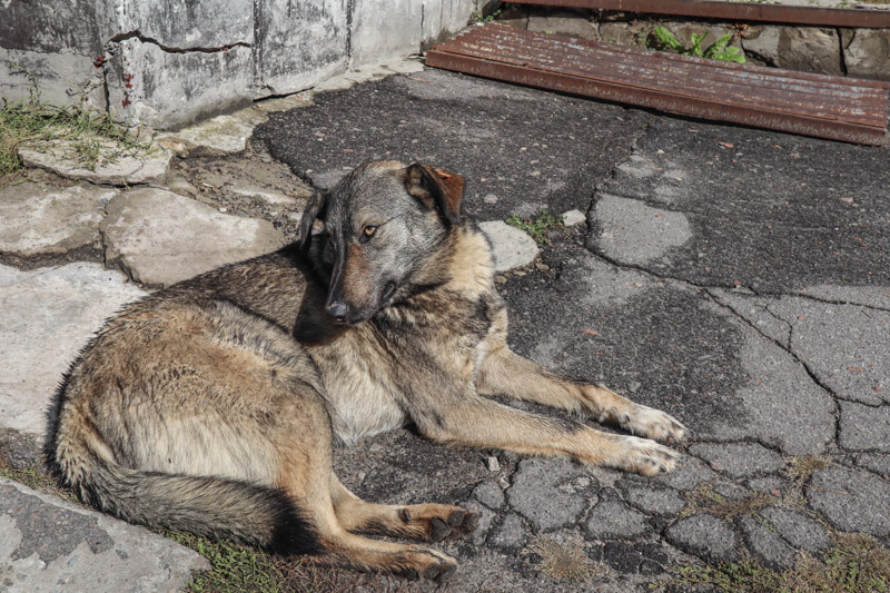 Dogs Chernobyl Ukraine