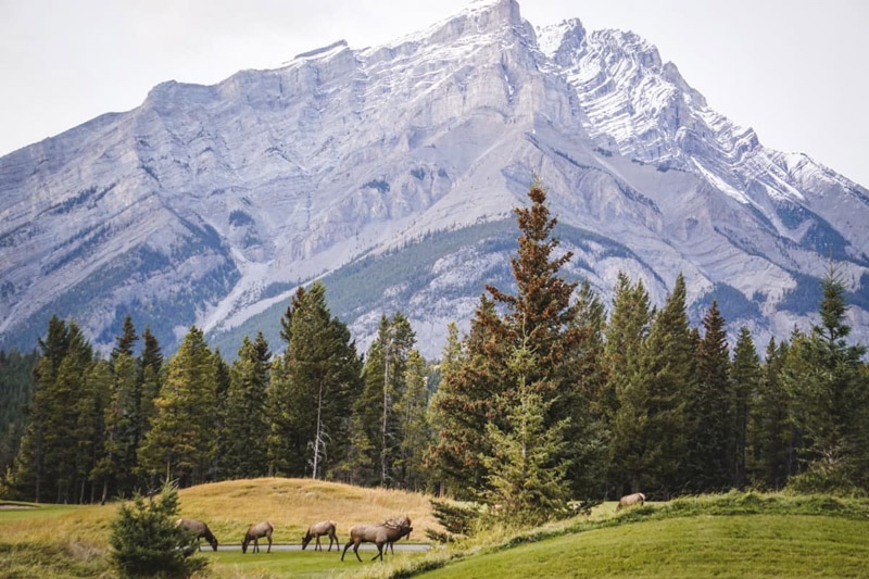 Elk Under Rundle Mountain Banff National Park Canada