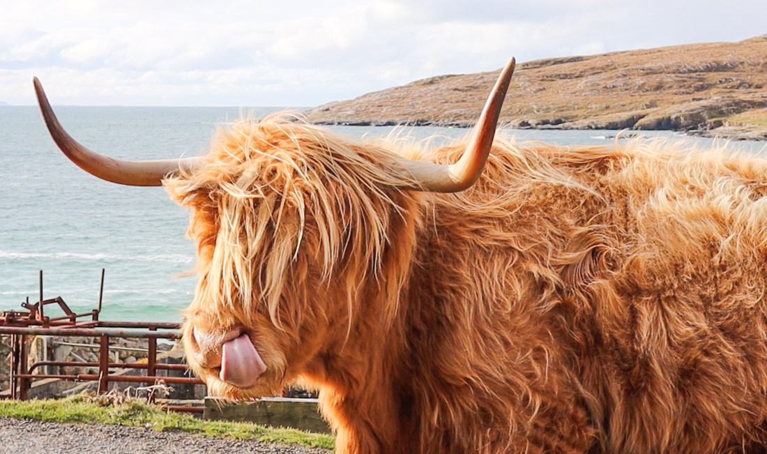 Cow Tongue Two Scots Abroad_