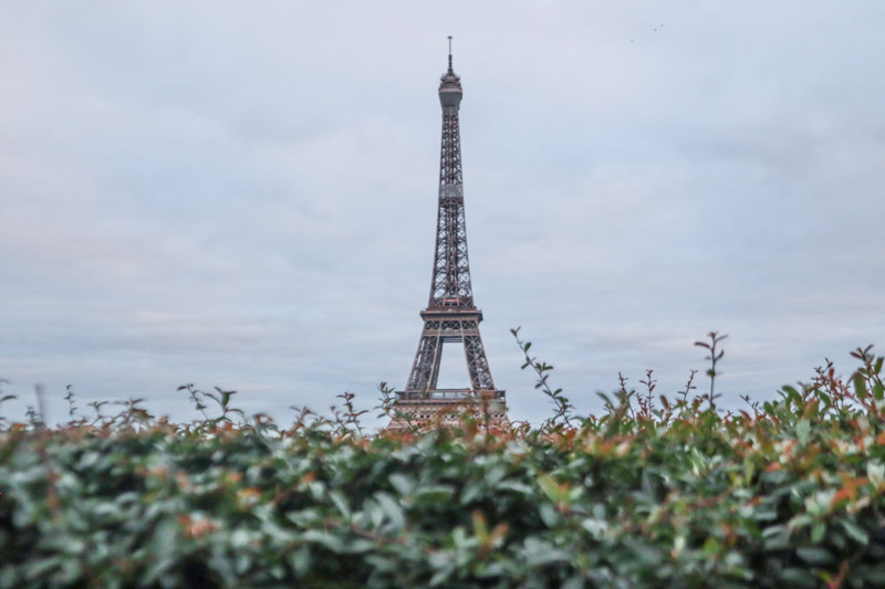 Eiffel Tower framed by bushes at Trocadero Paris France