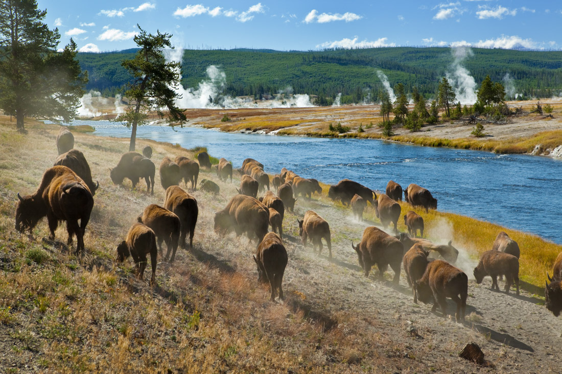 Bison Firehole River in Yellowstone National Park (near Midway Geyser Basin