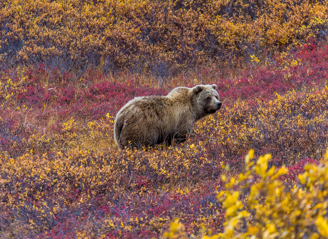 Denali National Park grizzly bear in a field