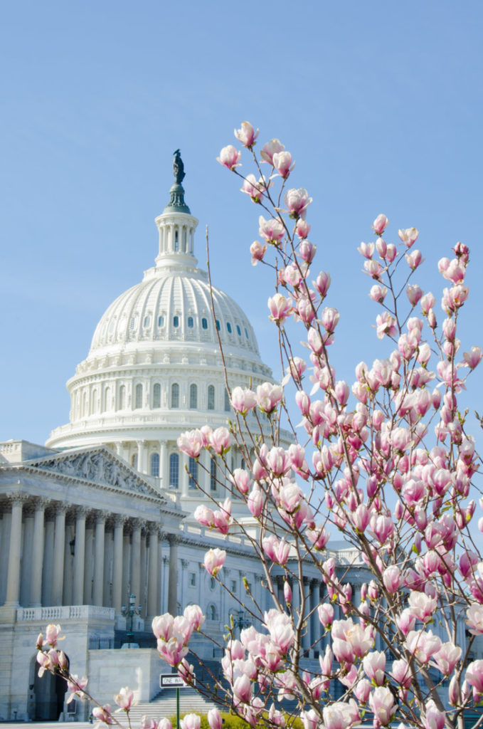 Washington DC. Cherry Blossom