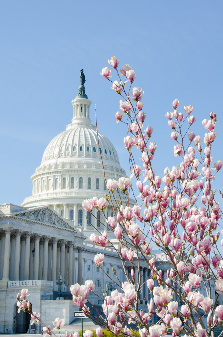 Cherry Blossom by the White House in Washington DC.