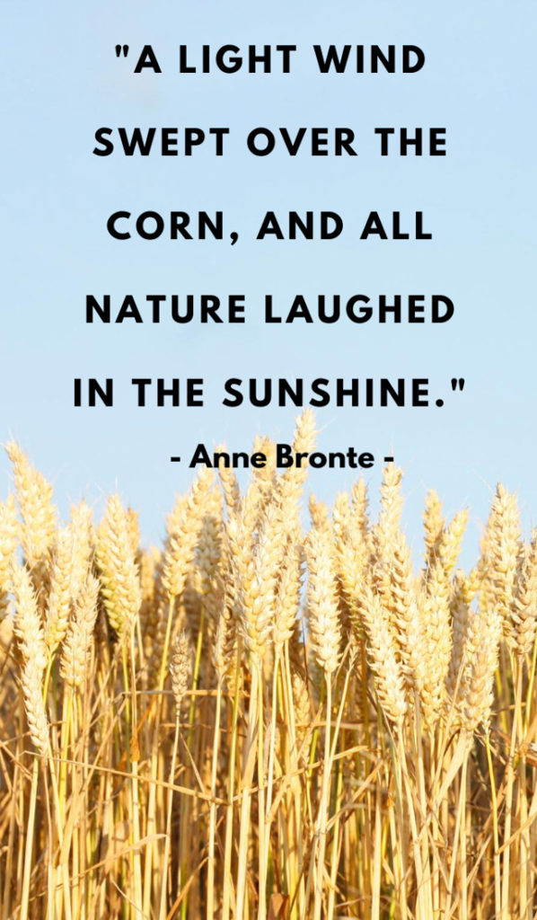 A light wind swept over the corn, and all nature laughed in the sunshine.