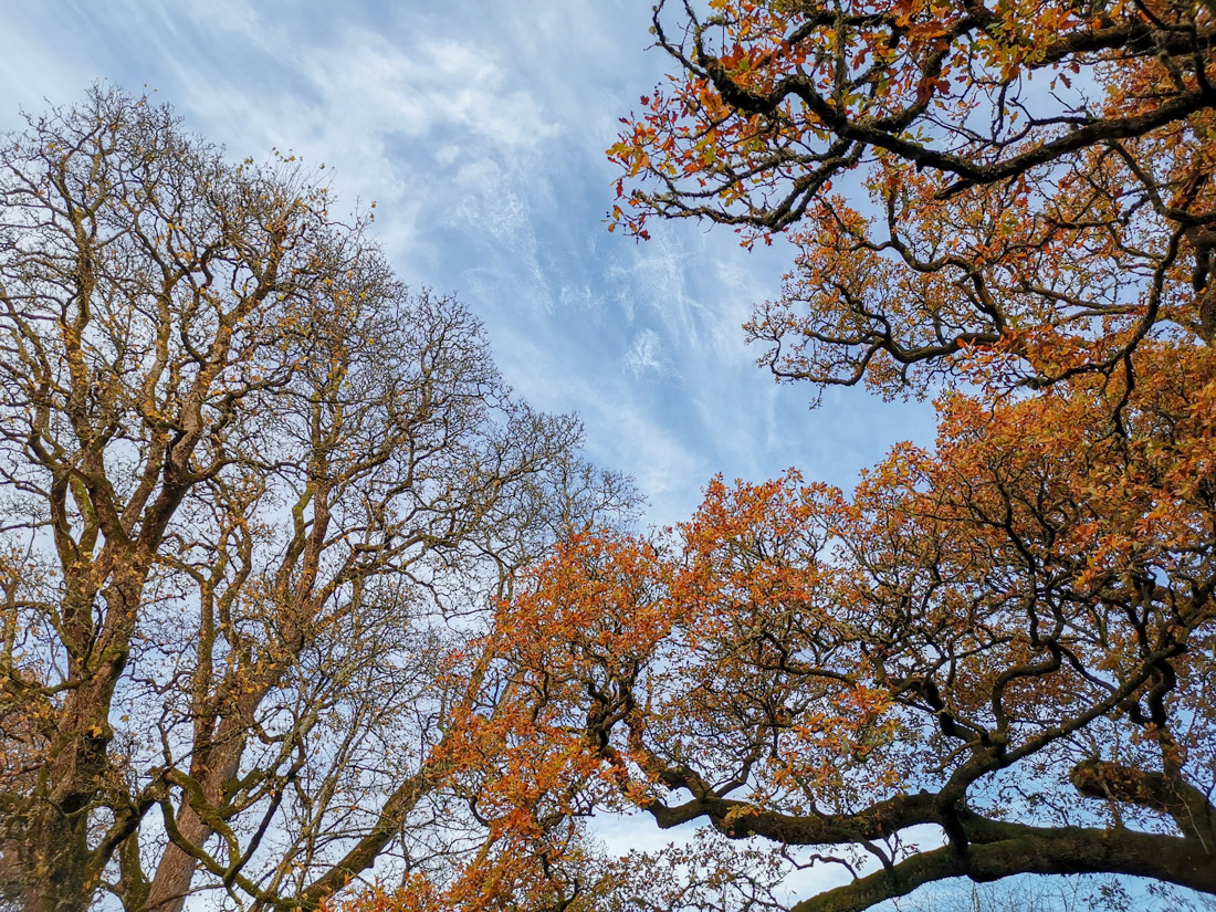 Dunkeld oldest tree The Birnam Oak with blues skies and orange leaves 
