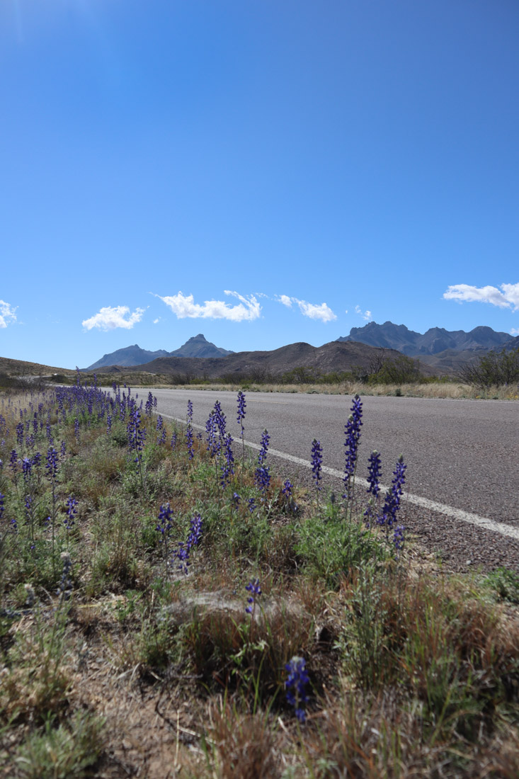 Big Bend National Park Bluebonnets