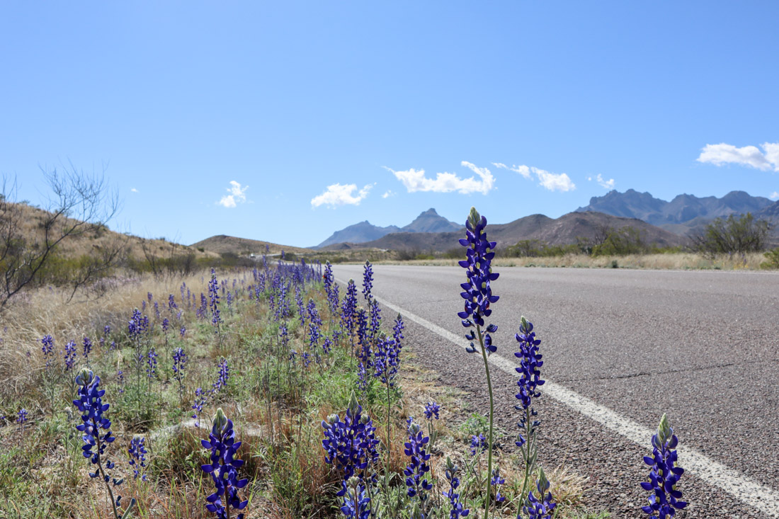 Big Bend National Park Road Bluebonnets