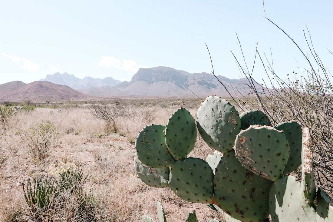 Mountains and cactus plant at Big Bend National Park