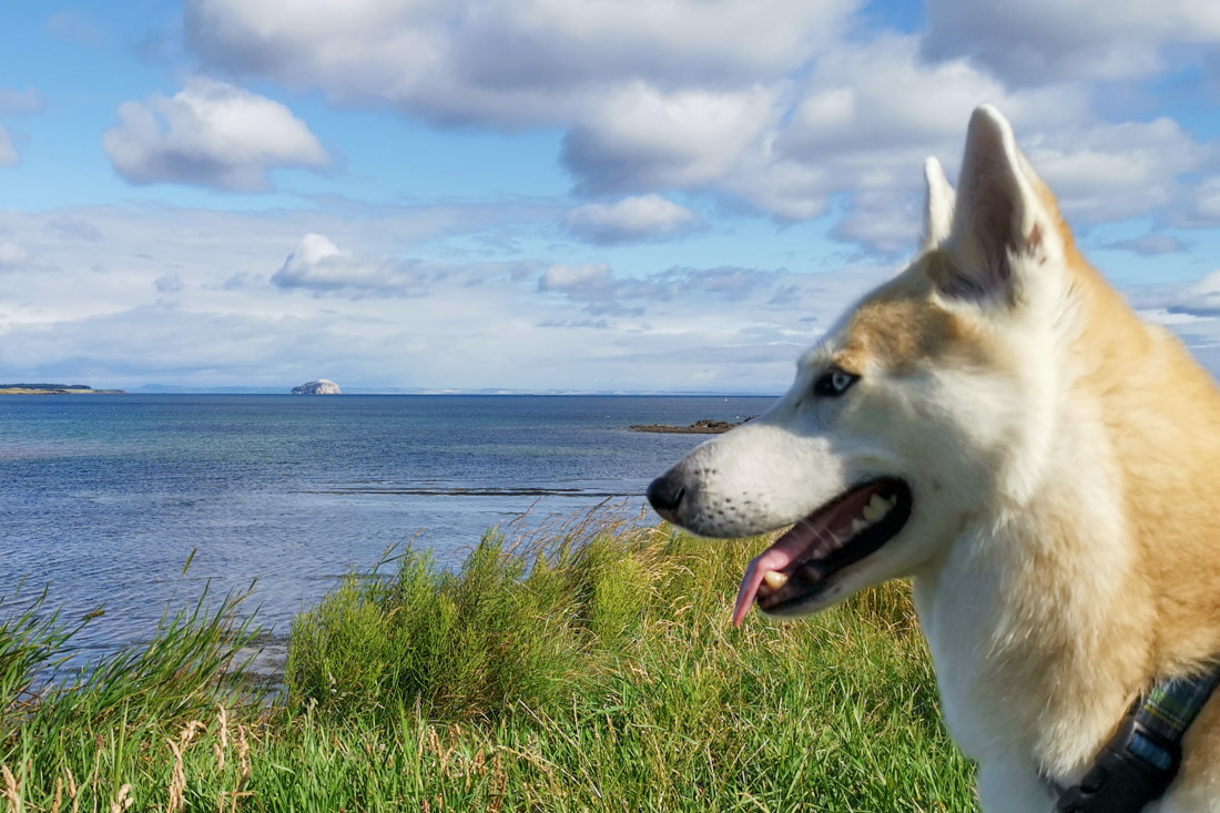 Bass Rock Dunbar Scotland Bowie Dog
