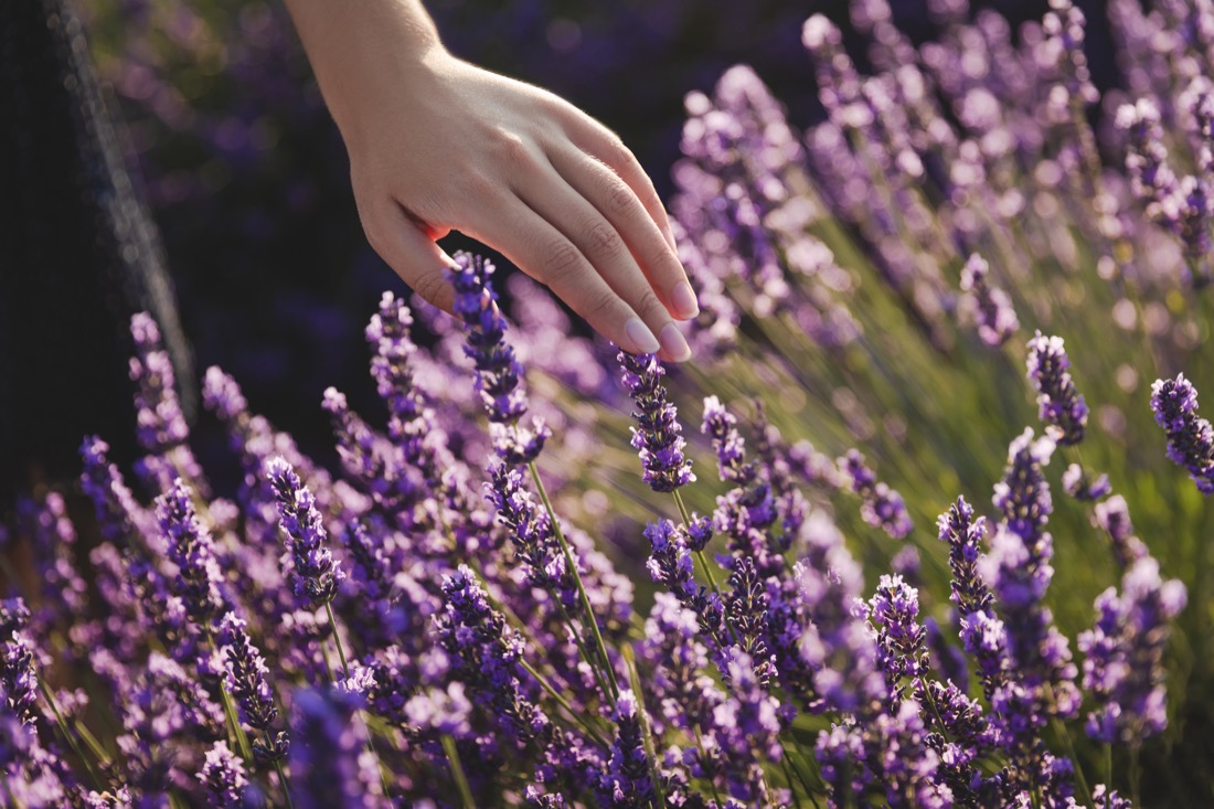 Handing touching lavender field