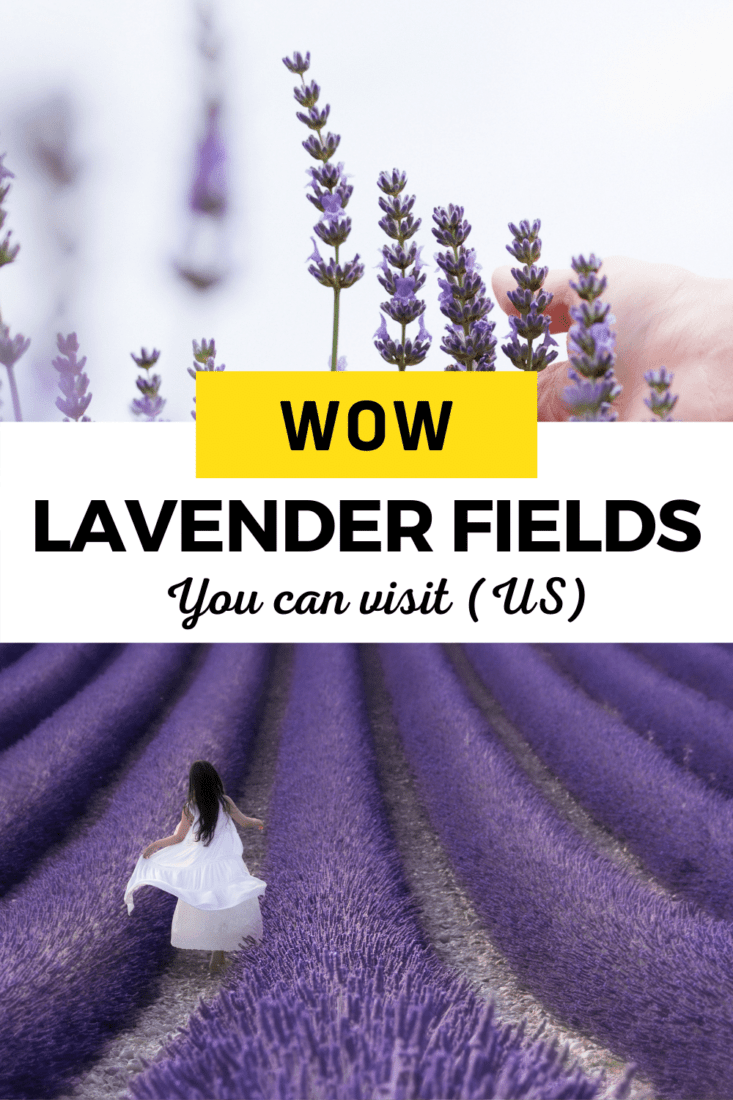 Hand touching rows of lavender and girl in white dress running through lavender field.