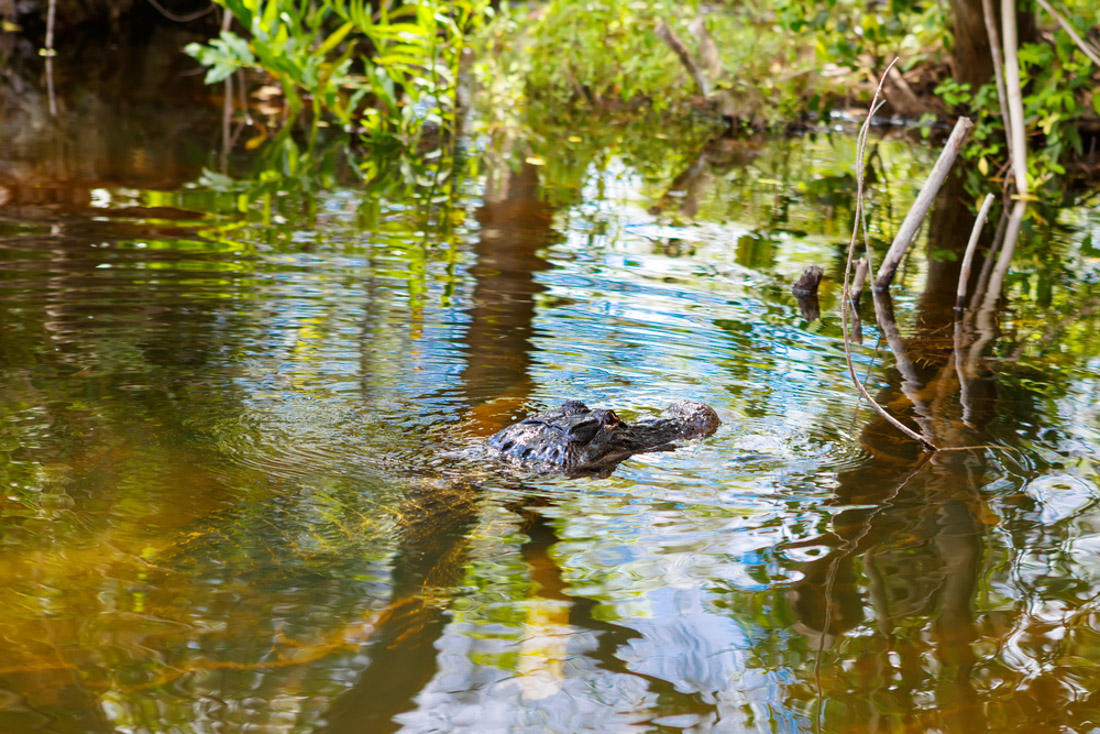 American Alligator in Florida Wetland. Everglades National Park