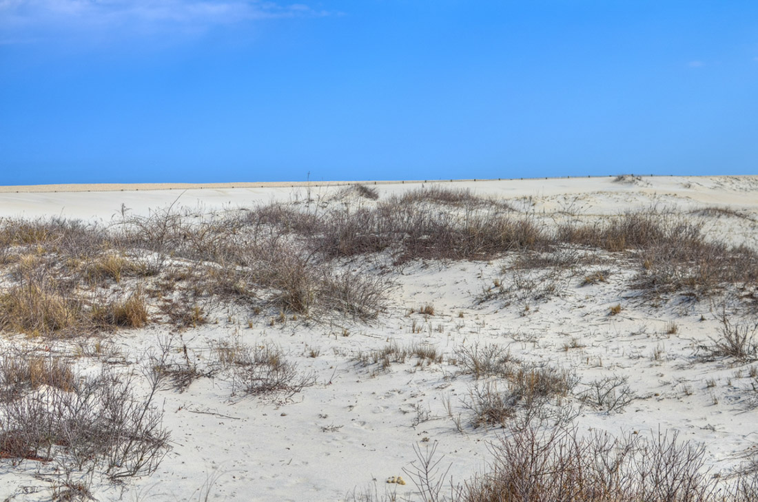 Assateague Island National Sea.